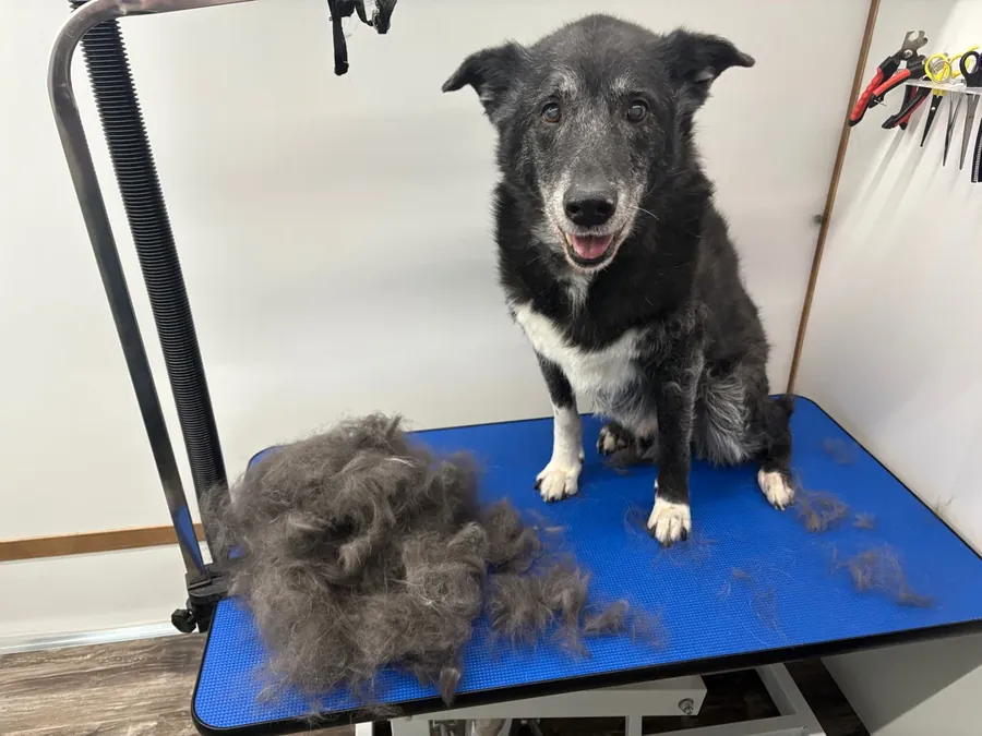 A dog on the grooming table mid-deshed