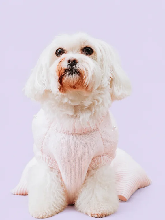 Luna, a small white dog in a soft pink sweater, sitting calmly against a lavender backdrop