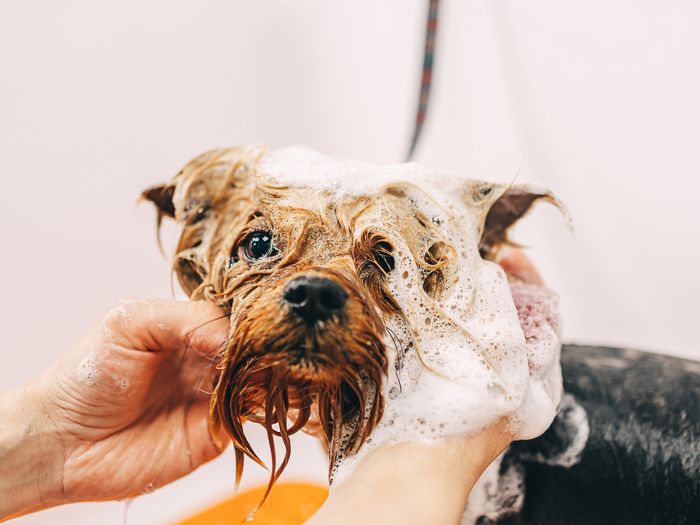 A dog enjoying a sudsy bath